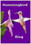 hummingbird blog