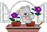 Purple window box flowers and bear image