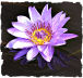 Purple water lily picture